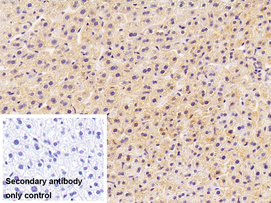 Polyclonal Antibody to Fibrinogen (FG)