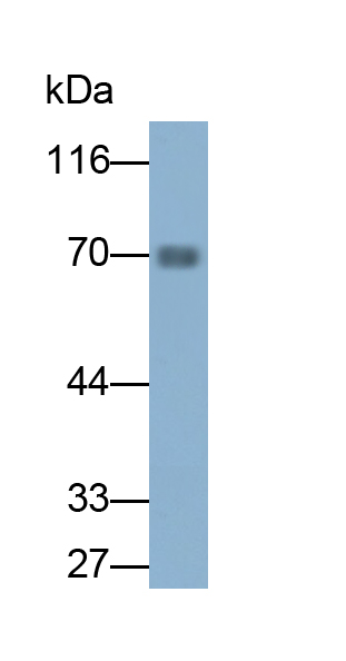 Polyclonal Antibody to Fibrinogen (FG)