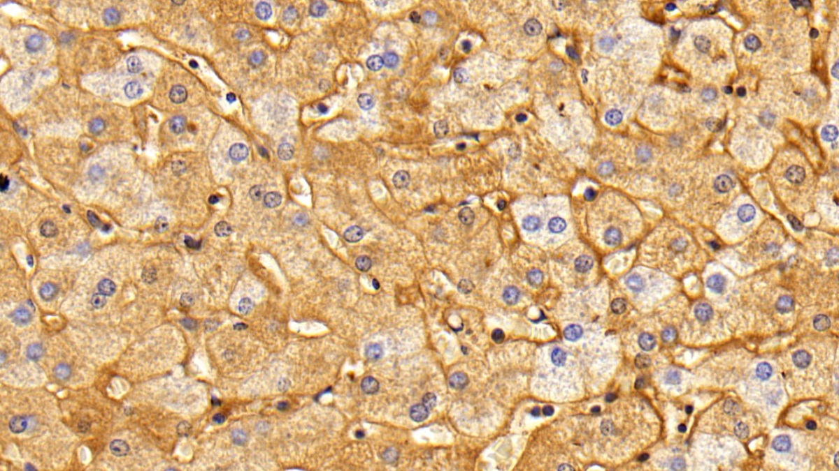 Polyclonal Antibody to Fibrinogen (FG)