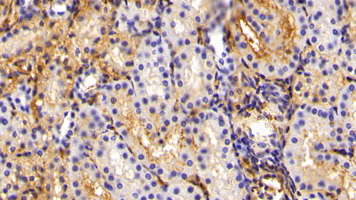 Polyclonal Antibody to Fibrinogen (FG)