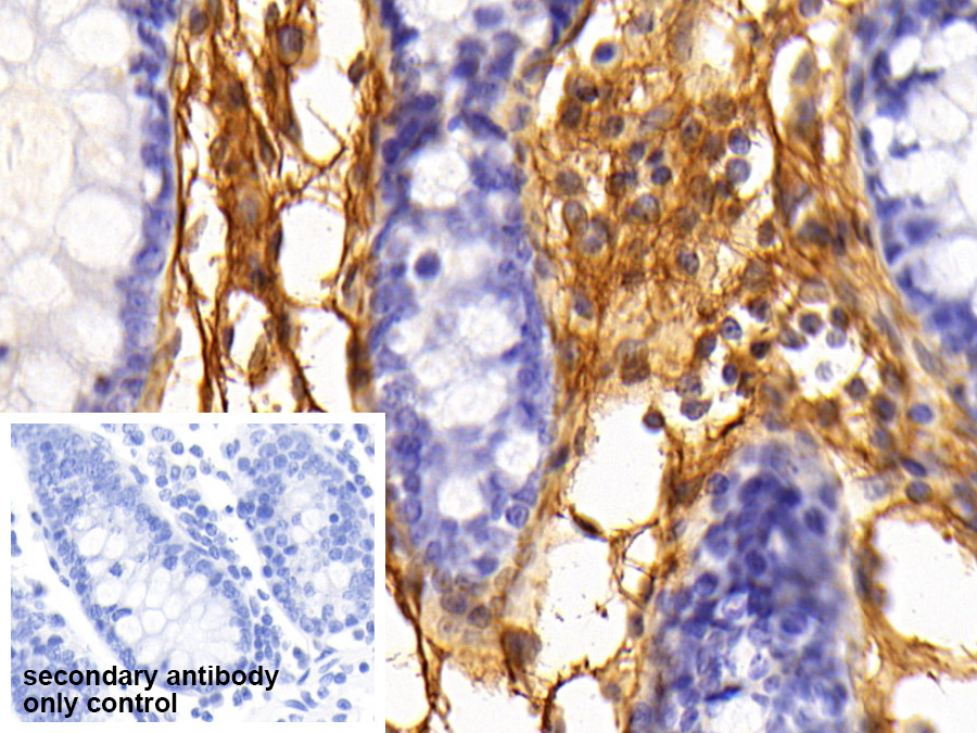 Polyclonal Antibody to Fibrinogen (FG)