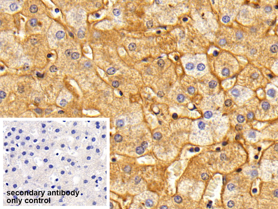 Polyclonal Antibody to Fibrinogen (FG)