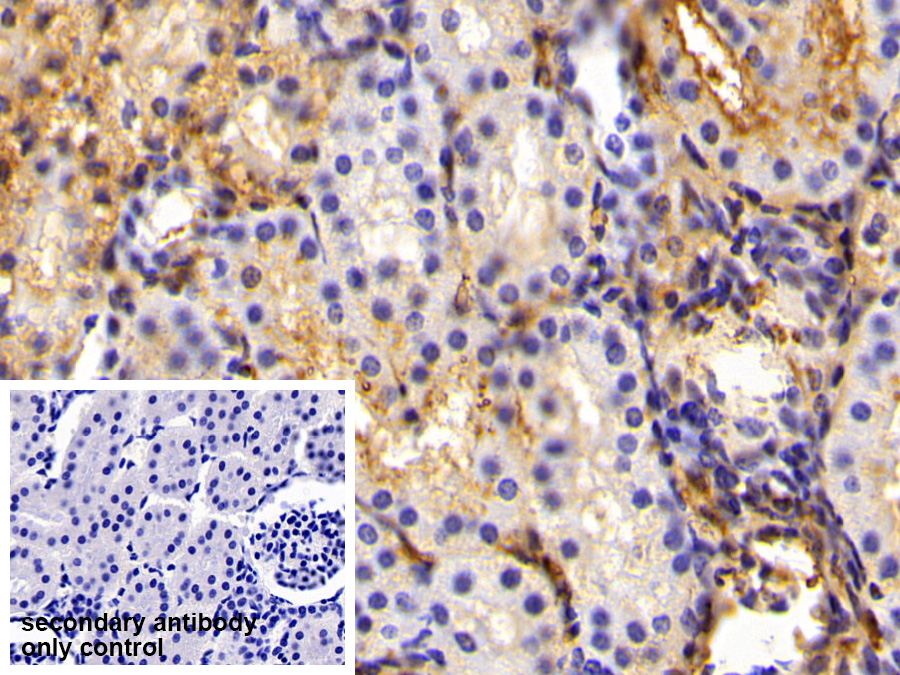 Polyclonal Antibody to Fibrinogen (FG)