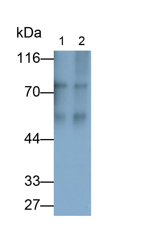 Polyclonal Antibody to Fibrinogen (FG)