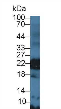 Polyclonal Antibody to Glycoprotein IX, Platelet (GP9)