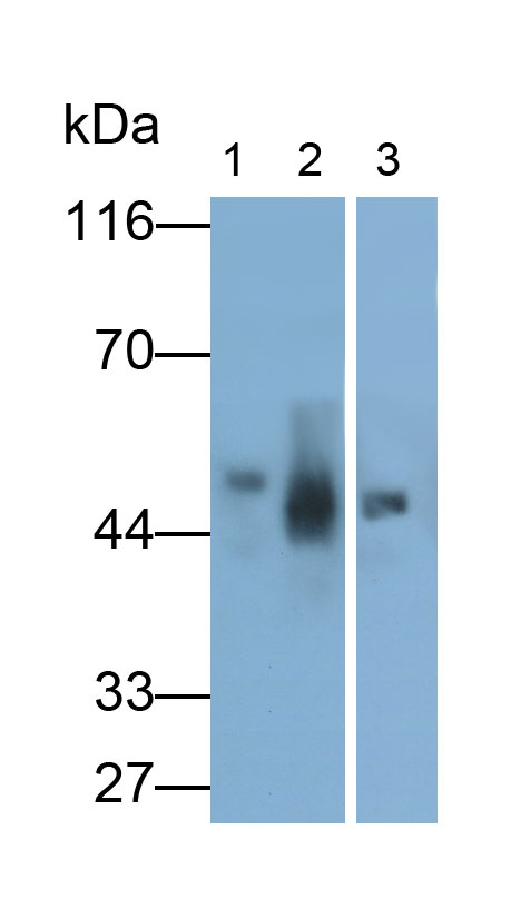 Polyclonal Antibody to Transforming Growth Factor Beta 2 (TGFb2)