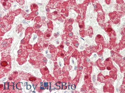 Polyclonal Antibody to Interferon Beta (IFNb)