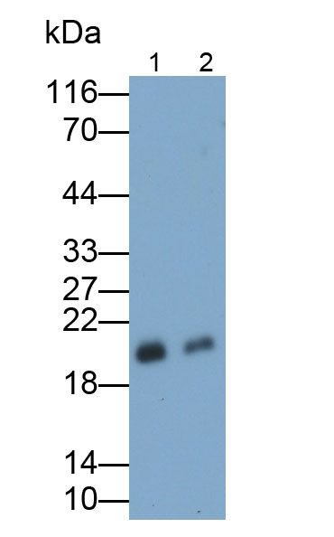 Polyclonal Antibody to Atrial Natriuretic Peptide (ANP)