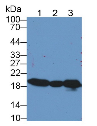 Polyclonal Antibody to Cyclophilin B (CYPB)