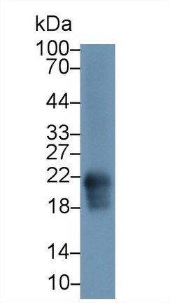 Polyclonal Antibody to Cyclophilin B (CYPB)