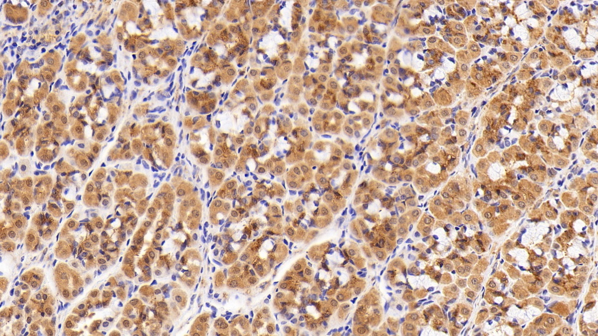 Polyclonal Antibody to Cyclophilin B (CYPB)