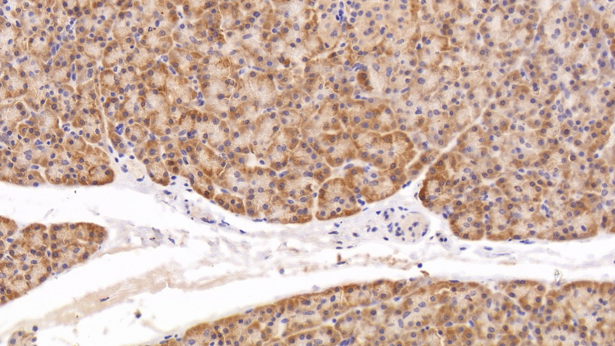 Polyclonal Antibody to Cyclophilin B (CYPB)