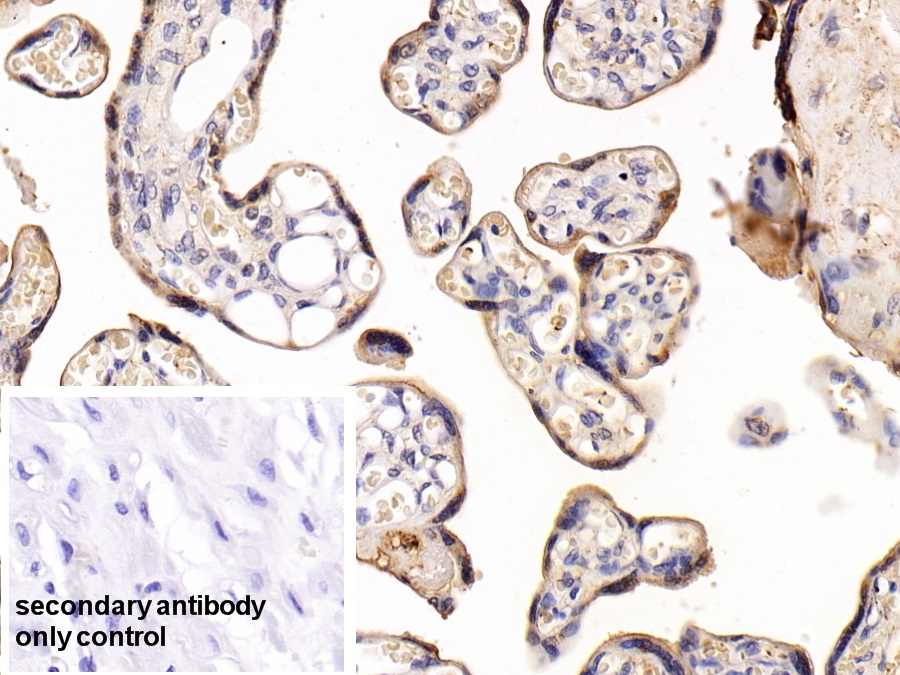 Polyclonal Antibody to Cyclophilin B (CYPB)