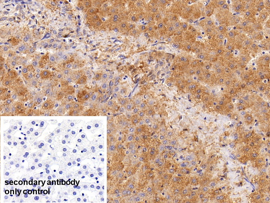 Polyclonal Antibody to Cyclophilin B (CYPB)