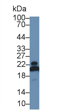 Polyclonal Antibody to Cyclophilin B (CYPB)