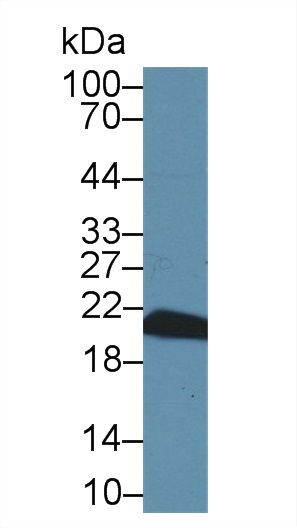 Polyclonal Antibody to Cyclophilin B (CYPB)