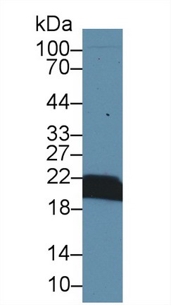 Polyclonal Antibody to Cyclophilin B (CYPB)