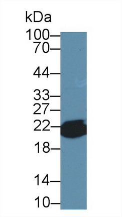 Polyclonal Antibody to Cyclophilin B (CYPB)