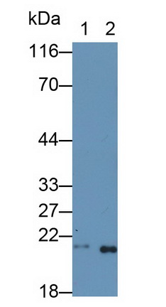 Polyclonal Antibody to Cyclophilin B (CYPB)