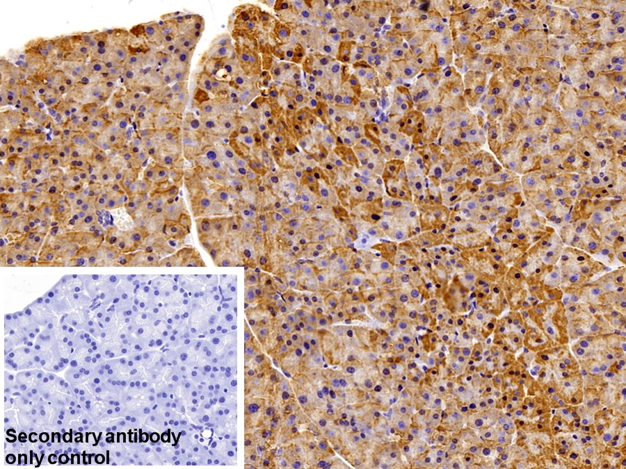 Polyclonal Antibody to Cyclophilin B (CYPB)