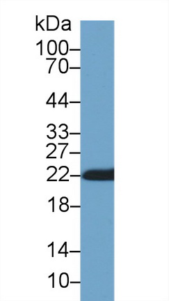 Polyclonal Antibody to Cyclophilin B (CYPB)