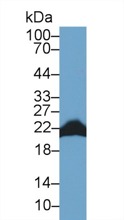 Polyclonal Antibody to Cyclophilin B (CYPB)