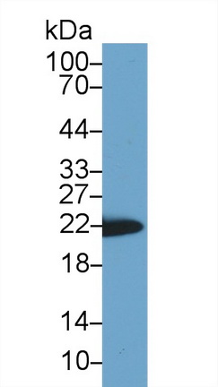 Polyclonal Antibody to Cyclophilin B (CYPB)