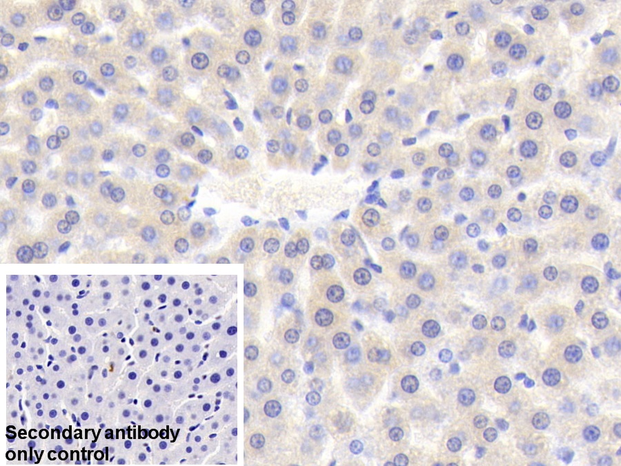 Polyclonal Antibody to Cyclophilin B (CYPB)