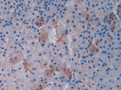 Polyclonal Antibody to Urocortin (UCN)