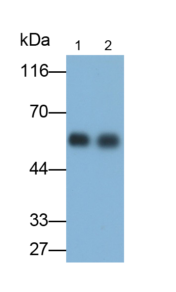 Polyclonal Antibody to Immunoglobulin G4 (IgG4)