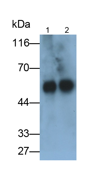 Polyclonal Antibody to Immunoglobulin G4 (IgG4)