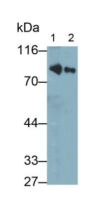 Polyclonal Antibody to Complement 1 Inhibitor (C1INH)