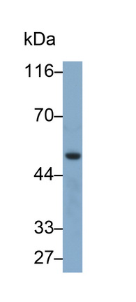 Polyclonal Antibody to Nesfatin 1 (NES1)