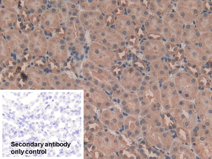 Polyclonal Antibody to Nesfatin 1 (NES1)