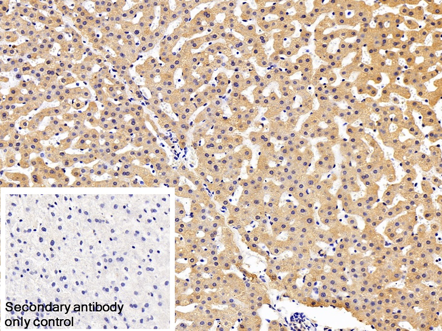 Polyclonal Antibody to Paraoxonase 1 (PON1)