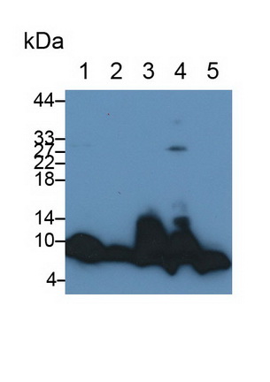 Polyclonal Antibody to Apolipoprotein C1 (APOC1)