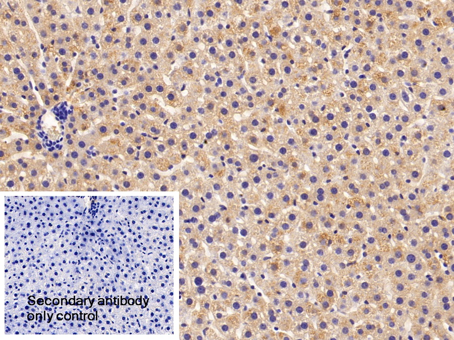 Polyclonal Antibody to Apolipoprotein C1 (APOC1)