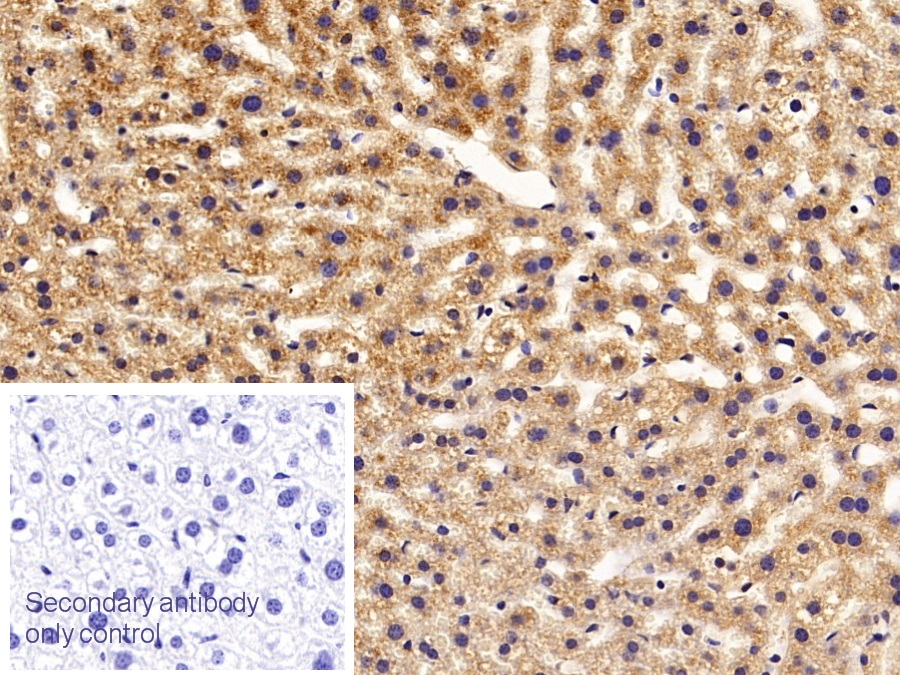 Polyclonal Antibody to Apolipoprotein C1 (APOC1)