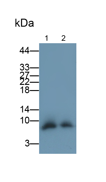 Polyclonal Antibody to Apolipoprotein C1 (APOC1)