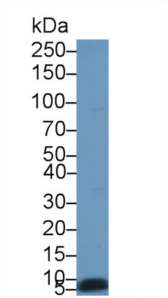 Polyclonal Antibody to Apolipoprotein C1 (APOC1)