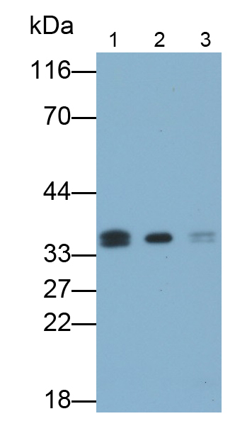 Polyclonal Antibody to Annexin V (ANXA5)
