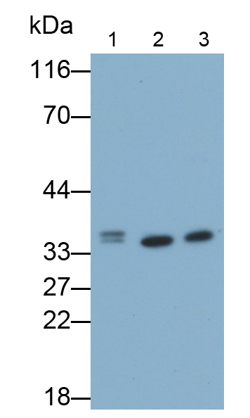 Polyclonal Antibody to Annexin V (ANXA5)