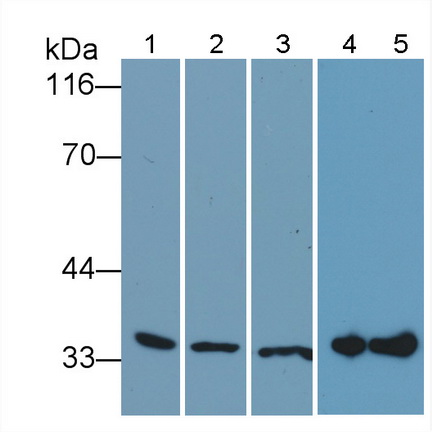 Polyclonal Antibody to Annexin V (ANXA5)