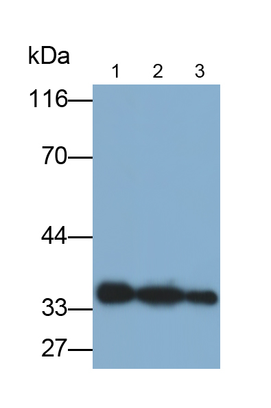 Polyclonal Antibody to Annexin V (ANXA5)