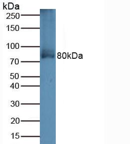 Polyclonal Antibody to Transferrin Receptor 2 (TFR2)