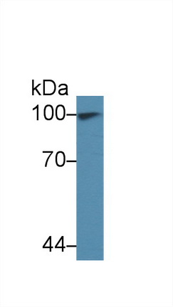 Polyclonal Antibody to Transportin 1 (TNPO1)