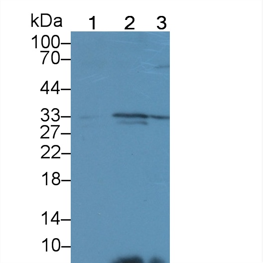 Polyclonal Antibody to Immunoglobulin superfamily, member 1 (IGSF1)