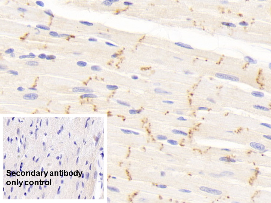 Polyclonal Antibody to Connexin 43 (CX43)