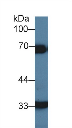 Polyclonal Antibody to Heparin Cofactor II (HCII)