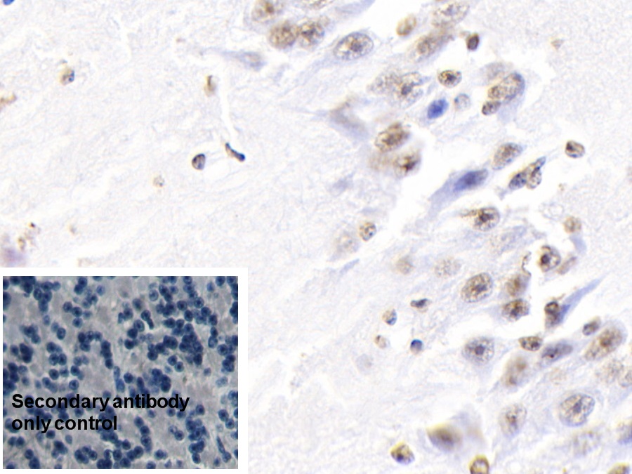 Polyclonal Antibody to Histone H3 (H3)